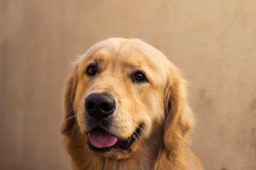 Obraz premium Golden Retriever