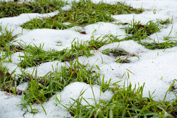 Grass growing through snow, springtime concept