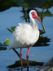 Obraz premium White Ibis in Beautiful Light