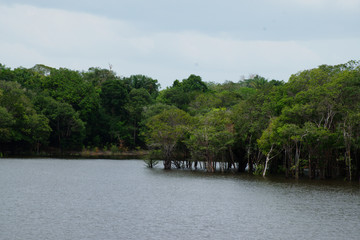 Manaus, Amazonas, Brazil. Rio Negro river and its beauties that enchant to all visitors. Amazonia, the living nature.
