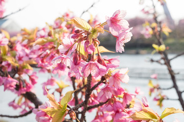 Close up of Cherry blossoms in full bloom.