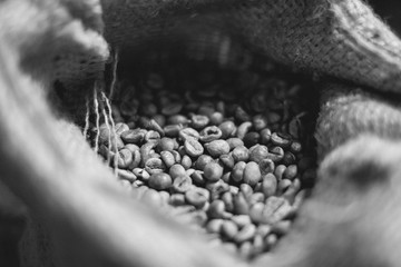 Coffee beans in sacks. (black and white)