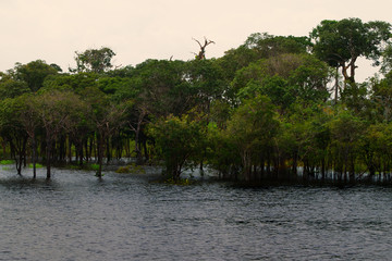 Manaus, Amazonas, Brazil. Rio Negro river and its beauties that enchant to all visitors. Amazonia, the living nature.