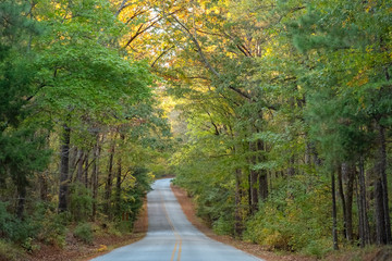 Obraz premium Road in Mistletoe State Park, Georgia