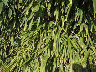 bamboo tree leaves