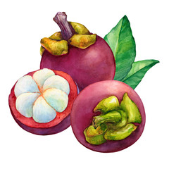 Tropical fruit - fresh purple mangosteen (Garcinia mangostana, monkey fruit, Queen of fruits). Whole and half. Hand drawn watercolor painting illustration isolated on white background.