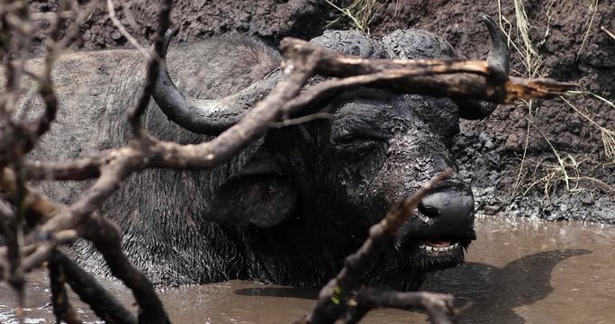 buffalo in the savannah, park kruger south africa