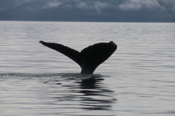 Obraz premium whale tail