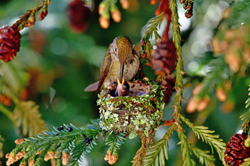 Hummingbird feeding her chicks
