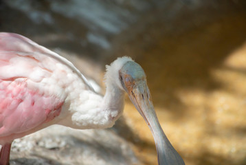  Roseate spoonbill
