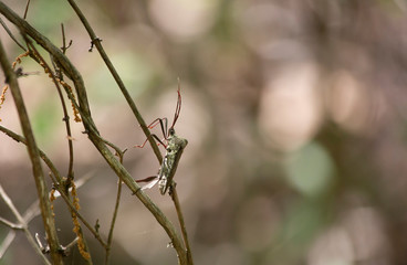 Stink Bug