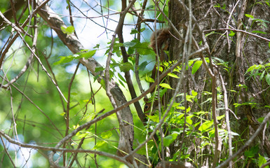 Hidden Squirrel