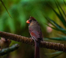 Cardinal