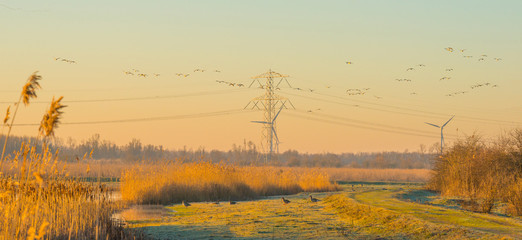 Reed along the shore of a lake in a natural park at sunrise in winter