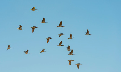 Geese flying in a sunny sky in sunlight at sunrise in winter