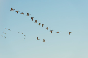 Geese flying in a sunny sky in sunlight at sunrise in winter