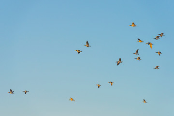 Geese flying in a sunny sky in sunlight at sunrise in winter