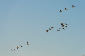 Geese flying in a sunny sky in sunlight at sunrise in winter