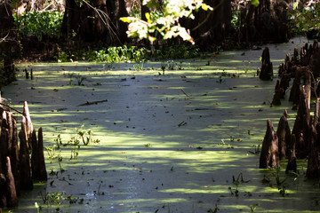 Swamp