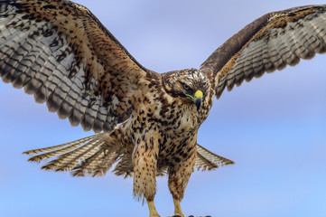 Galapagos Hawk