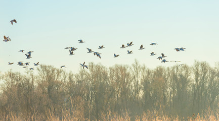 Geese flying over nature in sunlight at sunrise in winter