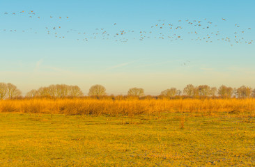 Obraz premium Geese flying over nature in sunlight at sunrise in winter