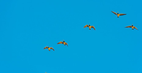 Geese flying in a sunny sky in sunlight at sunrise in winter