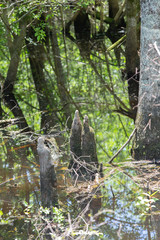 Cypress Knees