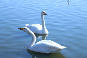 Naklejka premium 白鳥