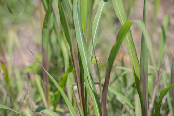 Tall Thick Grass
