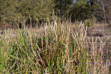 Tall Grass