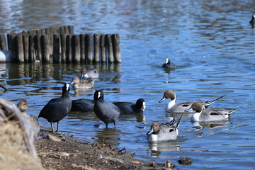 湖の鳥たち