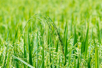 green rice field in nature.