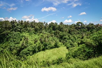 Fototapeta na wymiar Campuhan Ridge Walk just outside of Ubud, Bali, Indonesia.