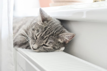 Cat sleeping on the warm radiator