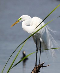 Florida's Great White Egret 