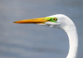 Great White Egret in Florida