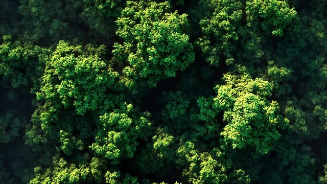 Stunning realistic 3D animation of a sunset over a thick green forest in fog on a sunny day. Aerial view