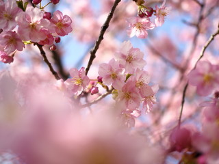 Obraz premium さくら