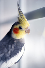 portrait of a cockatiel