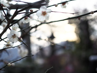 春の梅