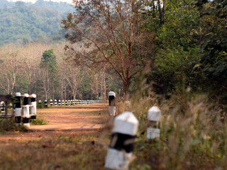 Fototapeta premium Black and white guide post Surrounded by grasses beside the road in the forest.soft focus.