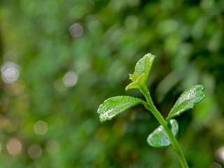 Soft shoots of green leaves  bokeh as a blurred background.soft focus..