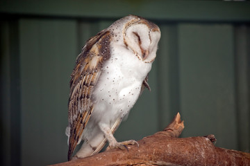 barn owl resting