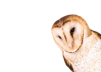 Fototapeta premium The most common owl species in the world. High resolution photo of an owl.