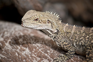 eastern water dragon close up