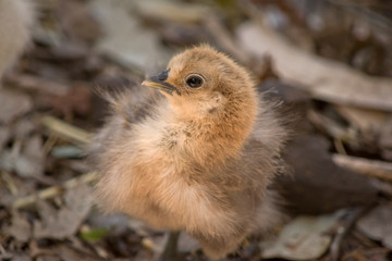a close up of a  young chick
