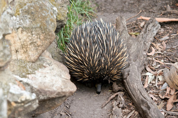echidna searching for ants
