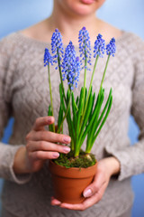 Woman holding a pot with grape hyacinth muscari