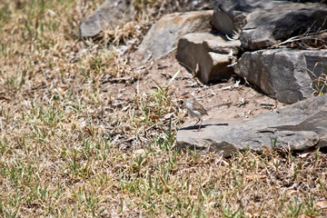 fairy wren on the lawn